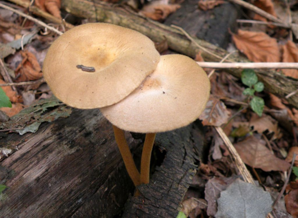 Un funghetto fastidioso